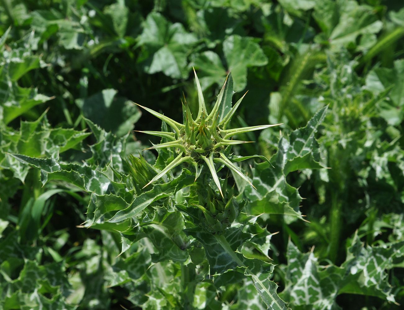 Image of Silybum marianum specimen.