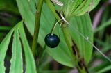 Polygonatum maximowiczii. Плод. Сахалин, Холмский гор. округ, окр. мыса Слепиковского, подножие лугового склона. 26.08.2023.