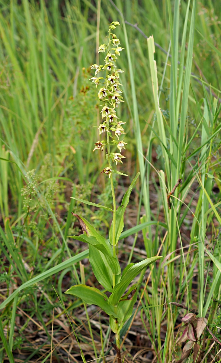 Изображение особи Epipactis helleborine.