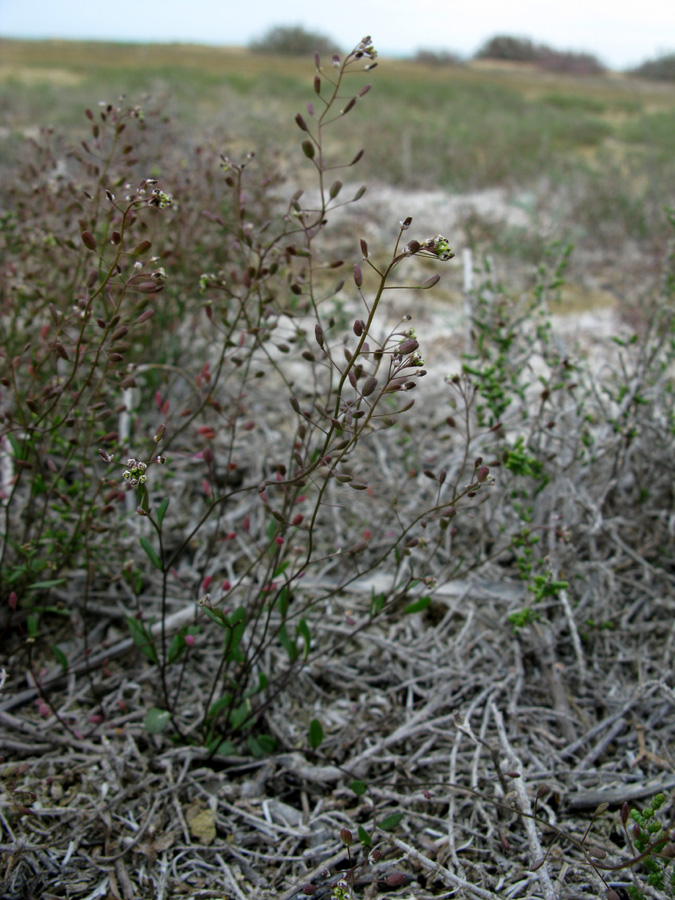 Изображение особи Hymenolobus procumbens.