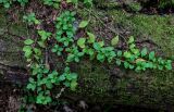 Veronica officinalis. Вегетирующие и плодоносящее растения. Московская обл., Волоколамский гор. округ, долина р. Каменка, смешанный лес, на поросшем мхами стволе поваленного дерева. 17.08.2024.