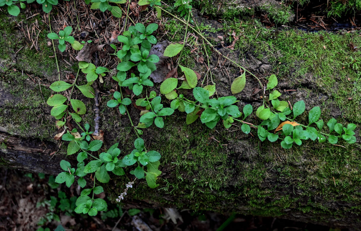 Изображение особи Veronica officinalis.