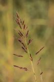 Sorghum halepense