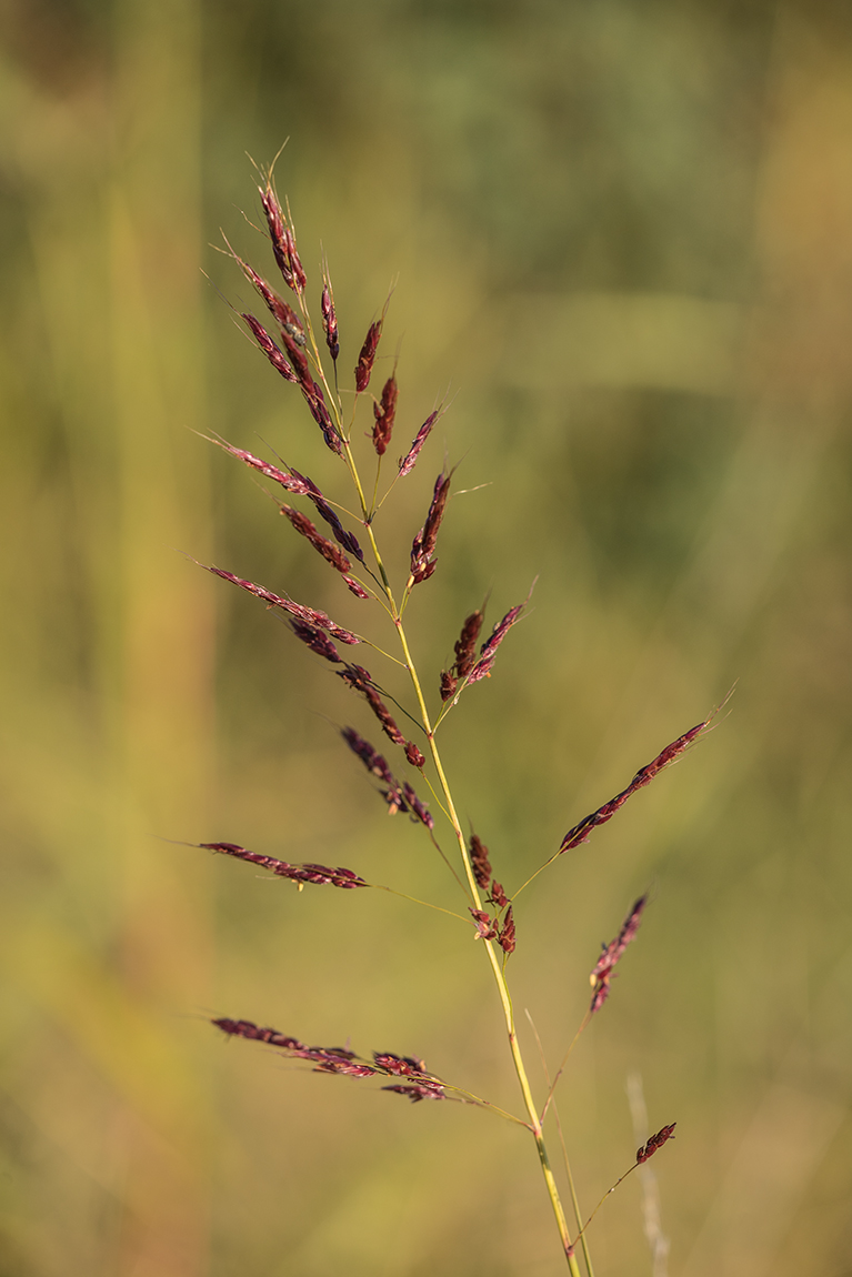 Image of Sorghum halepense specimen.