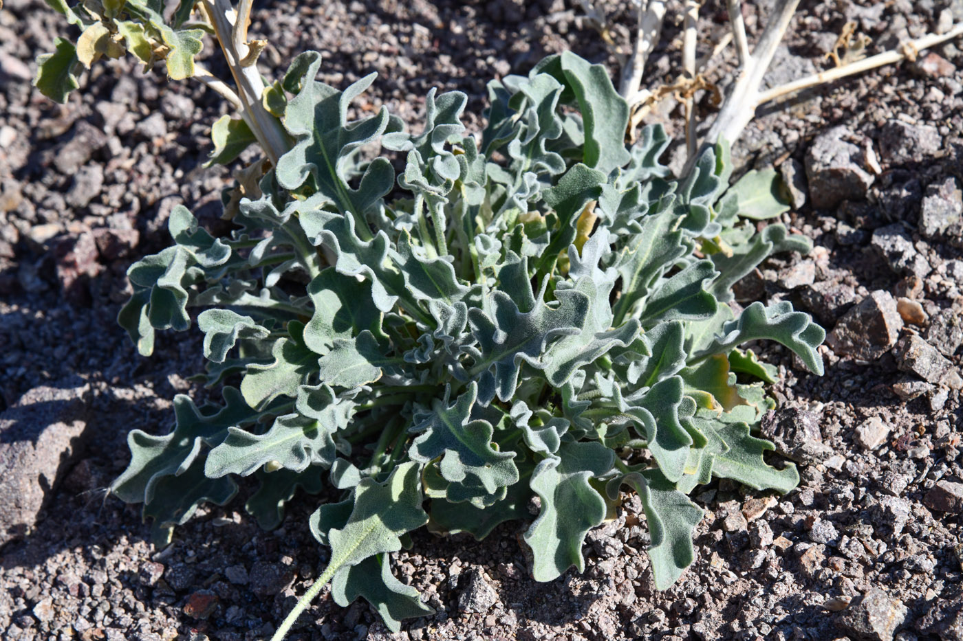 Изображение особи Matthiola tatarica.