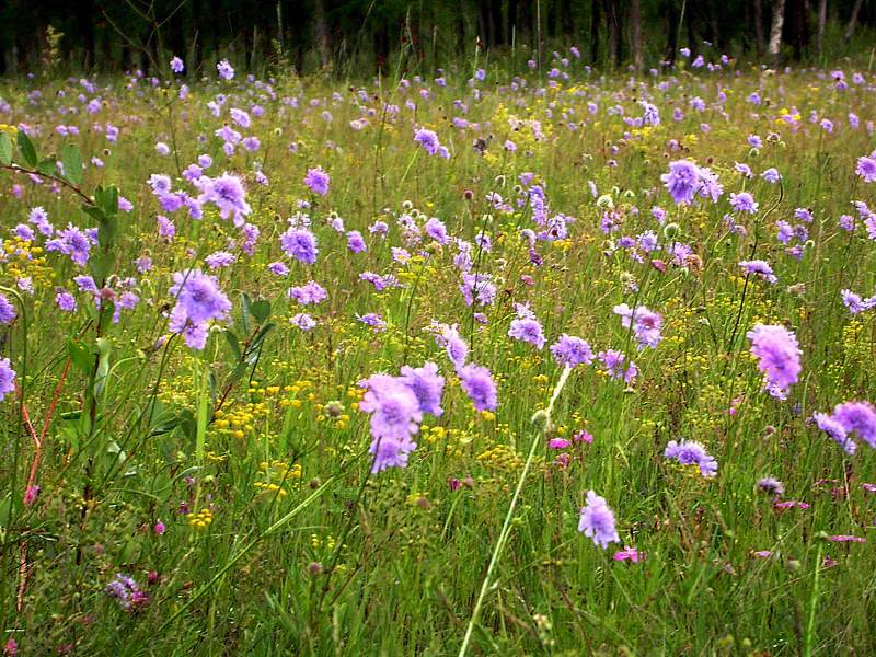 Image of genus Scabiosa specimen.