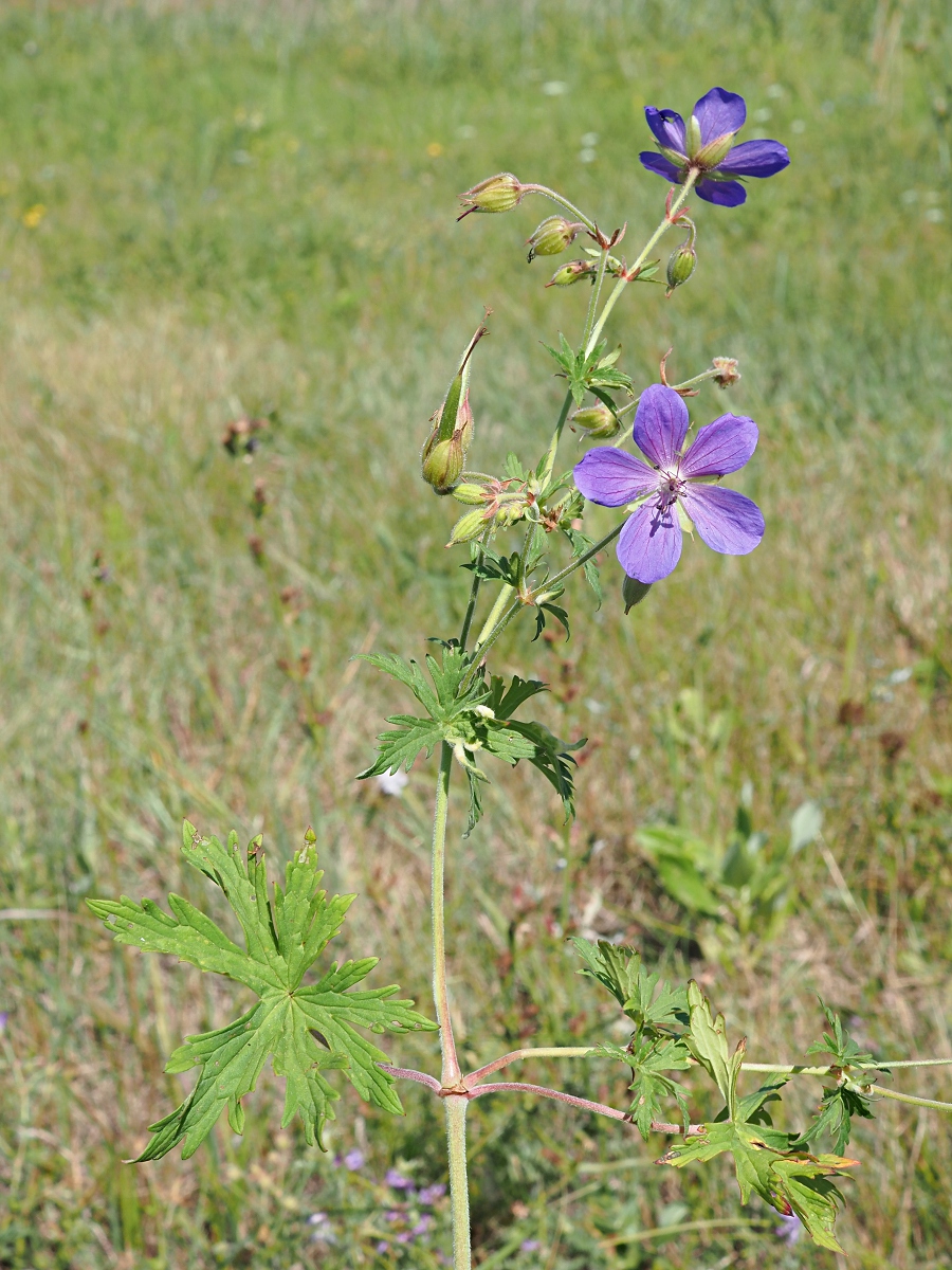 Image of Geranium pratense specimen.