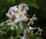 Saponaria officinalis. Соцветие. Пермский край, г. Пермь, Кировский р-н, разнотравный луг. 27.07.2024.