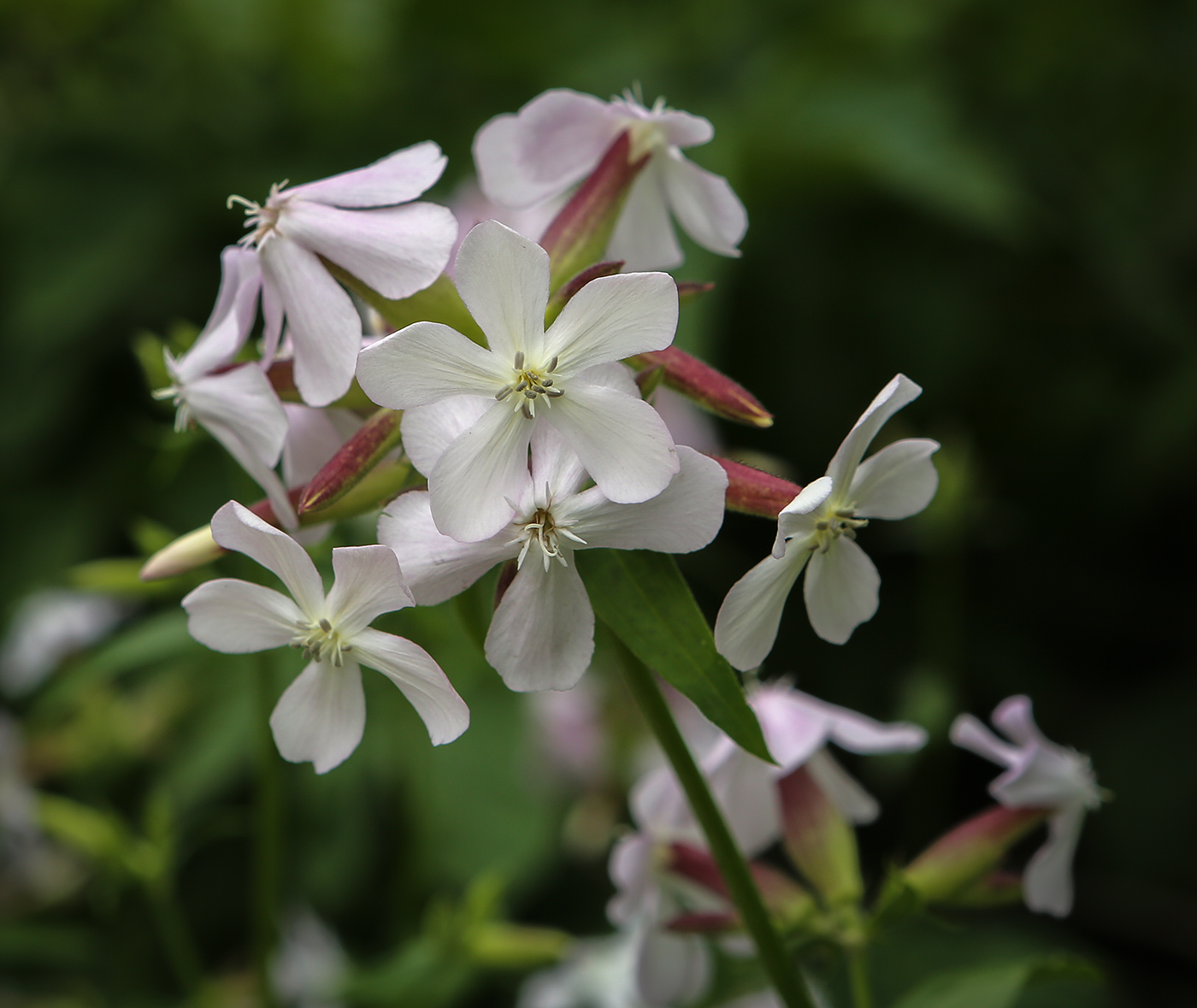 Изображение особи Saponaria officinalis.