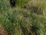 Pennisetum alopecuroides