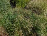 Смотреть изображение Pennisetum alopecuroides