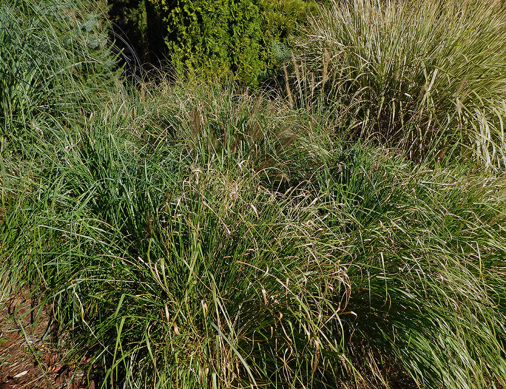 Image of Pennisetum alopecuroides specimen.