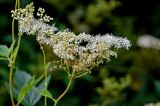 Filipendula ulmaria. Соцветие. Московская обл., Сергиево-Посадский р-н, дол. р. Пажа, опушка смешанного леса. 20.07.2024.