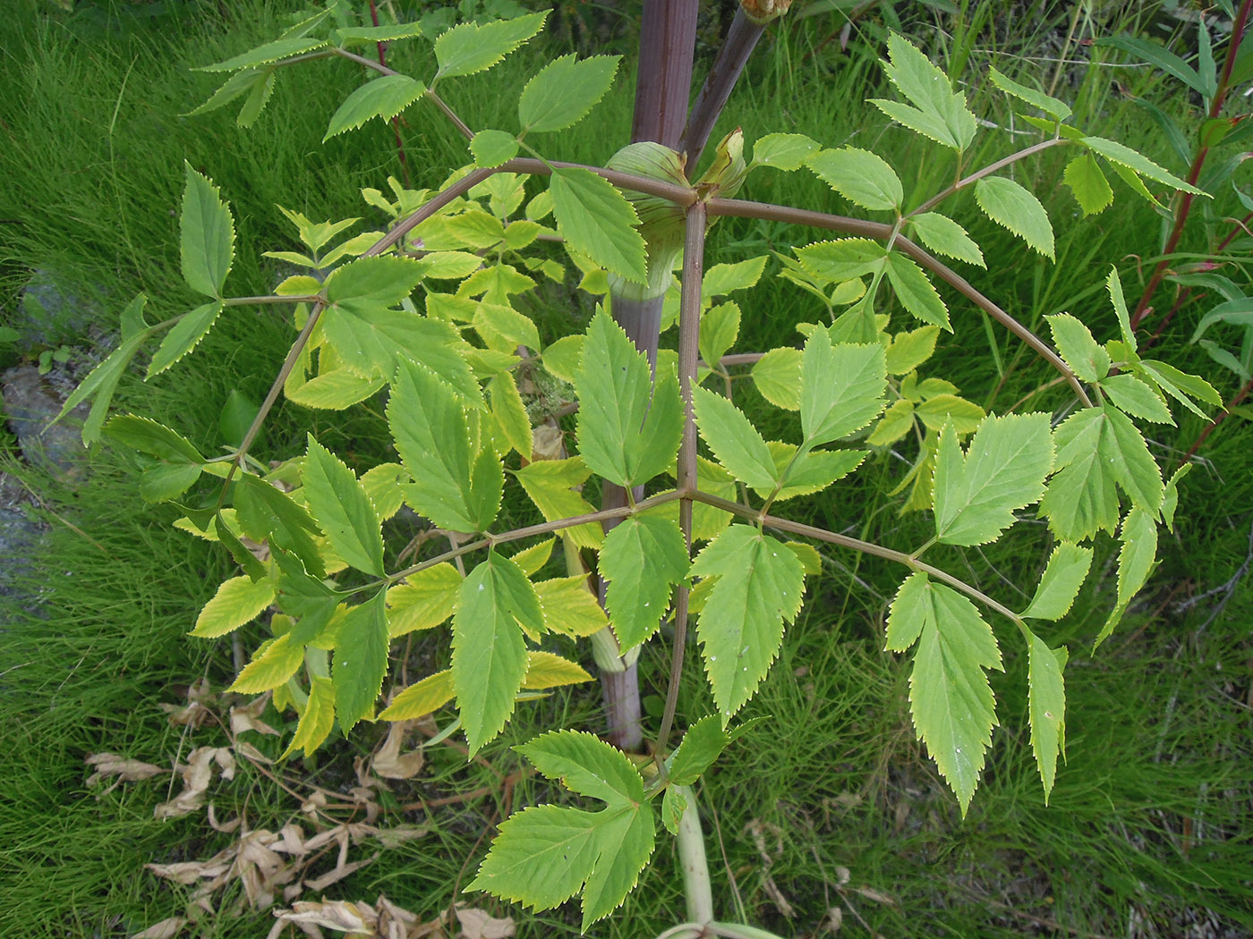 Изображение особи Archangelica officinalis.