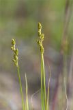 Carex canescens. Верхушки побегов с соплодиями. Карелия, восточный берег оз. Топозеро, песчаный пляж у границы с низинным болотом. 03.07.2024.