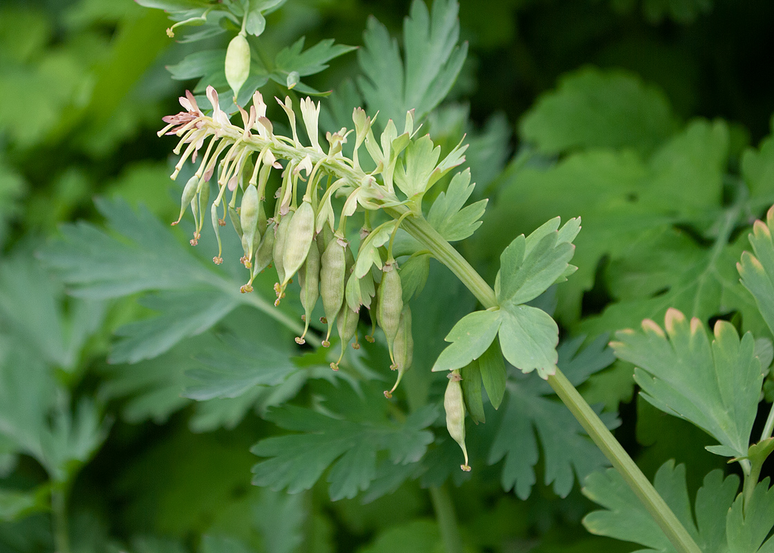 Image of Corydalis nobilis specimen.