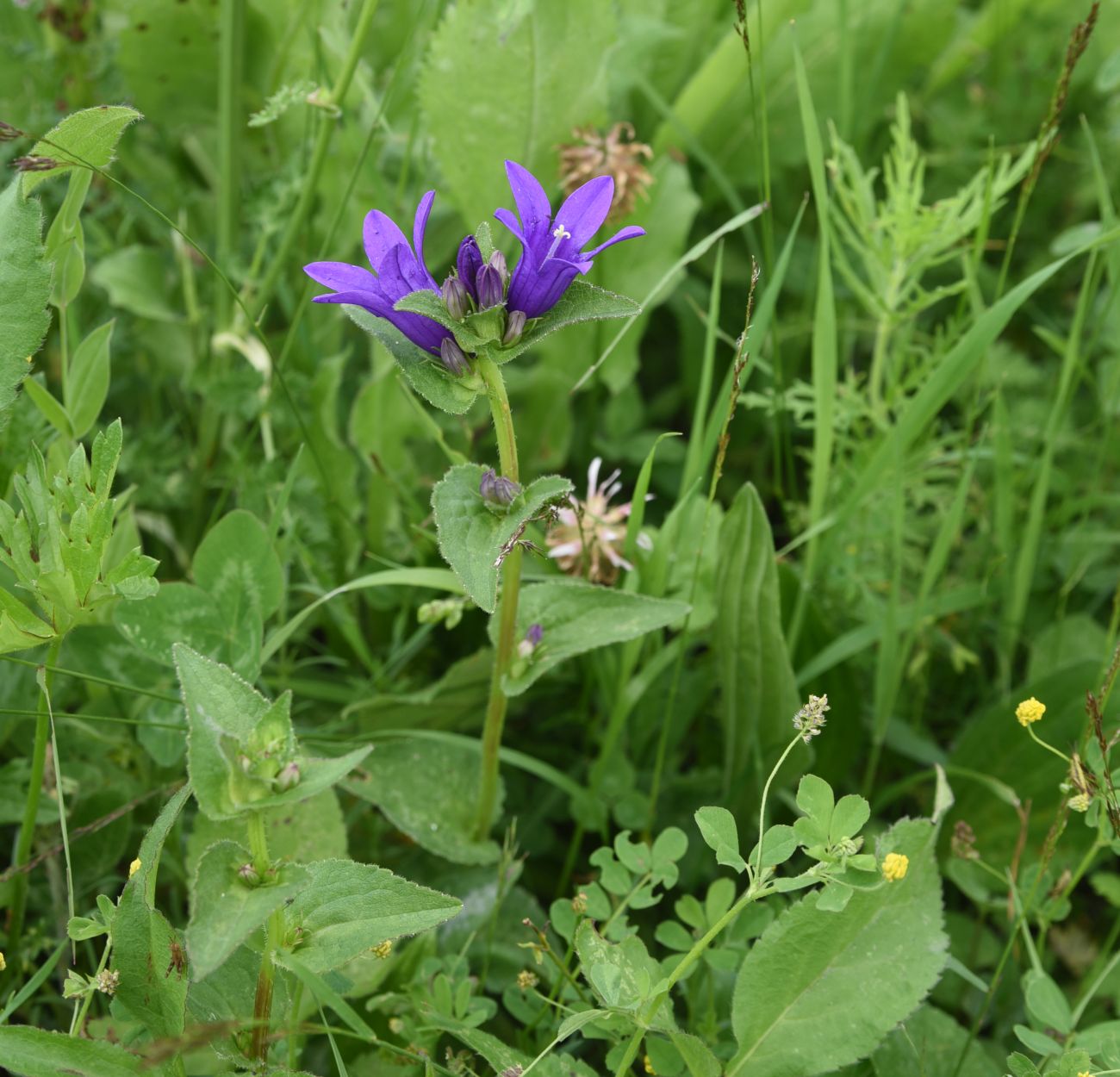 Изображение особи Campanula trautvetteri.