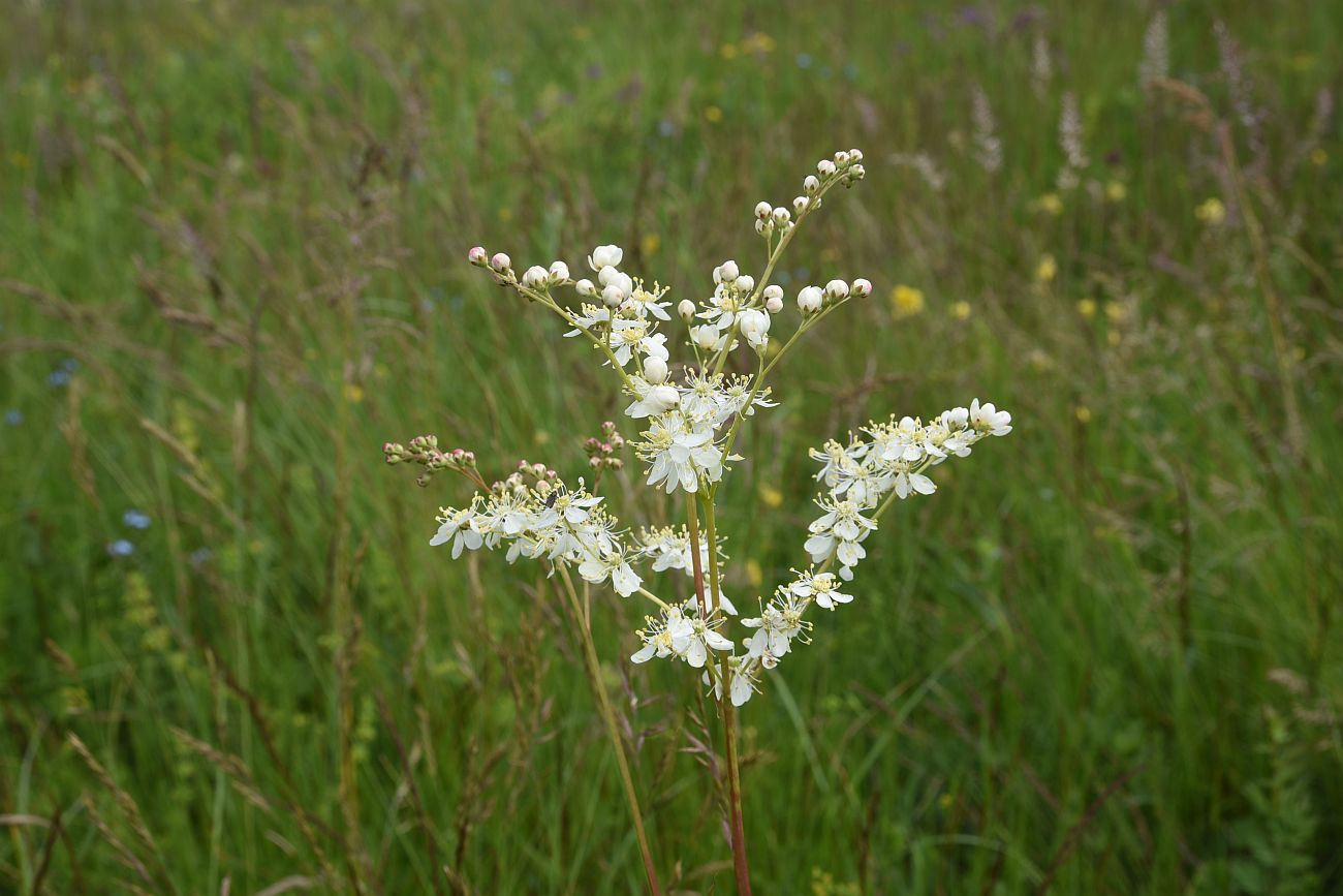 Изображение особи Filipendula vulgaris.