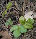 View full-size image Fragaria vesca