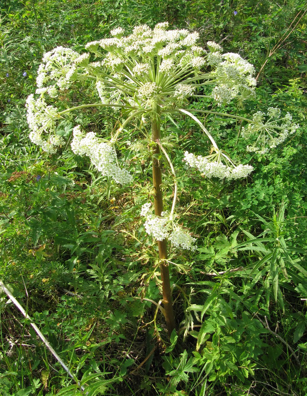 Изображение особи Pleurospermum uralense.