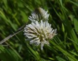View full-size image Trifolium ambiguum