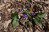 View full-size image Viola dehnhardtii