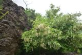 View full-size image Robinia pseudoacacia