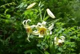 View full-size image Lilium kesselringianum