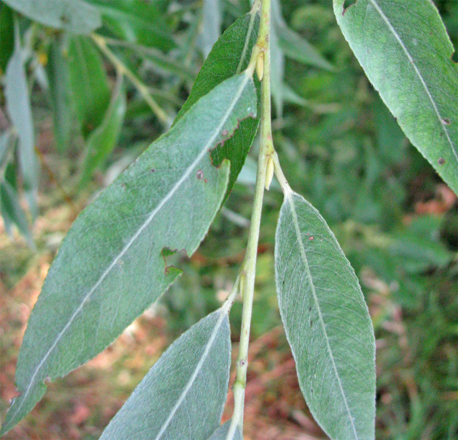 Image of Salix alba specimen.