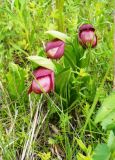 Cypripedium macranthos