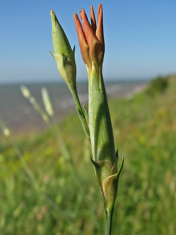 Image of Dianthus elongatus specimen.