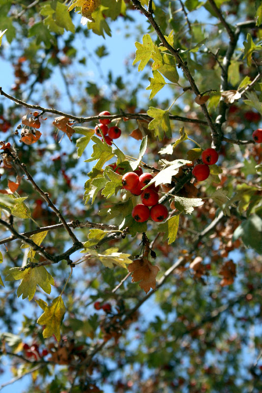 Image of Crataegus turkestanica specimen.