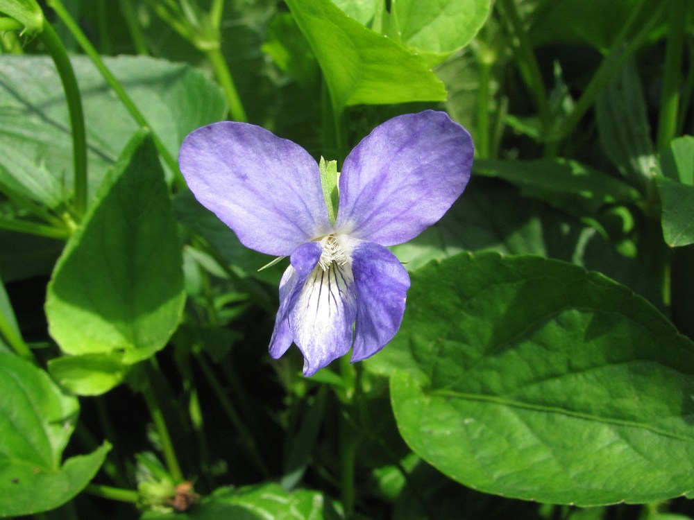 Image of Viola ruppii specimen.