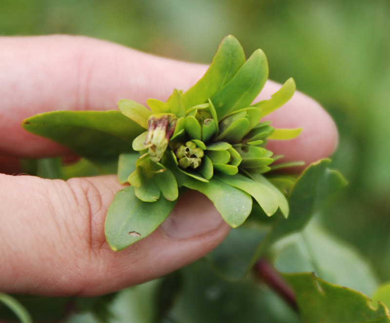 Image of Cerinthe glabra specimen.