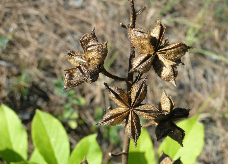 Image of Dictamnus caucasicus specimen.