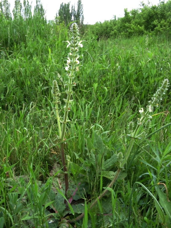 Изображение особи Salvia austriaca.