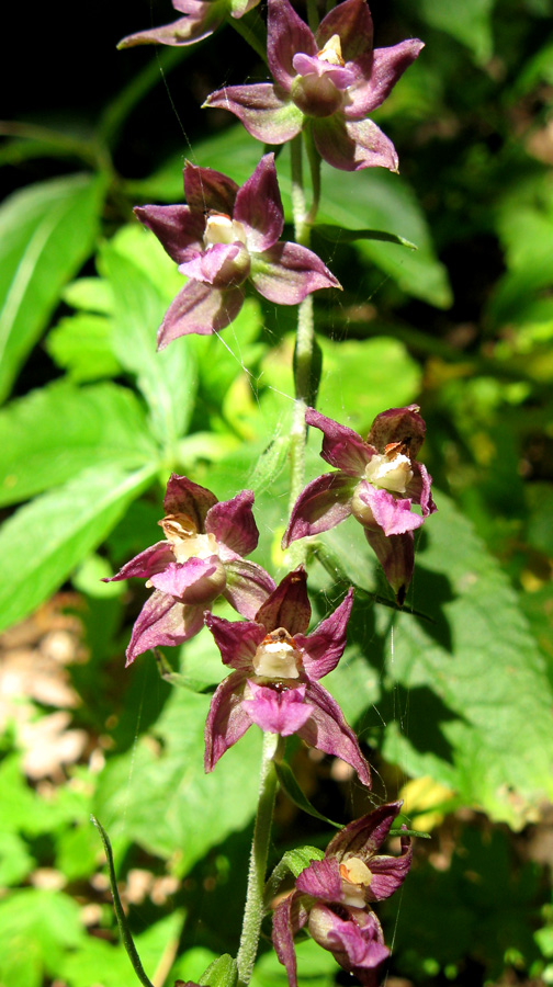 Изображение особи Epipactis helleborine.