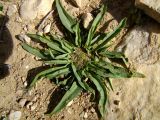 Gymnarrhena micrantha. Цветущее растение. Израиль, нагорье Негев, кратер Рамон. 16.03.2010.