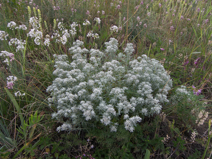 Изображение особи Teucrium capitatum.