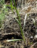 Allium scabriscapum. Нижняя часть растения. Копетдаг, Чули. Май 2011 г.