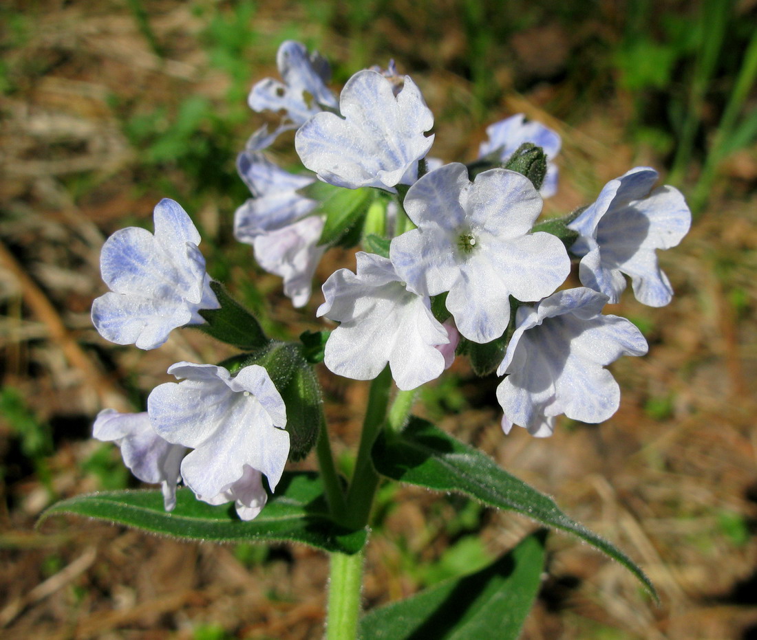 Изображение особи Pulmonaria mollis.