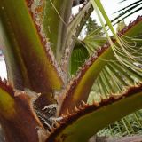 Washingtonia filifera. Черешки листьев при основании ствола. Сочи, дендрарий. 17.03.2009.