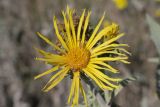 Inula helenium