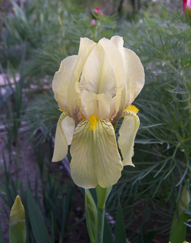 Изображение особи Iris imbricata.