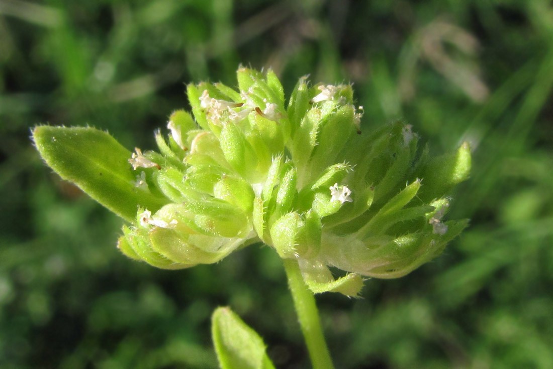 Изображение особи Valerianella carinata.