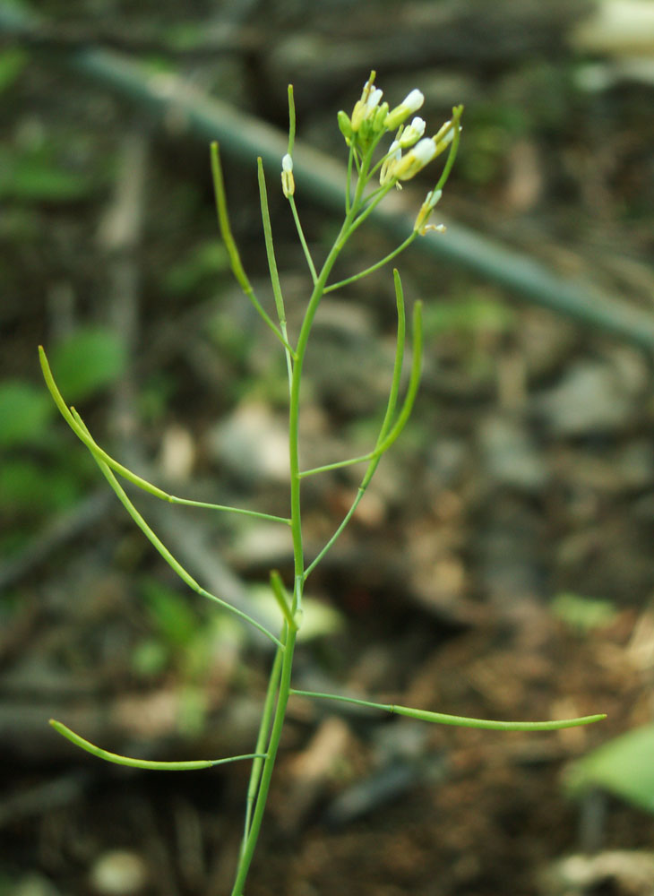 Изображение особи Arabidopsis thaliana.