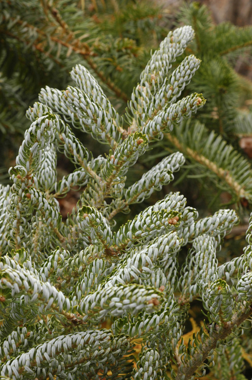 Image of Abies koreana specimen.