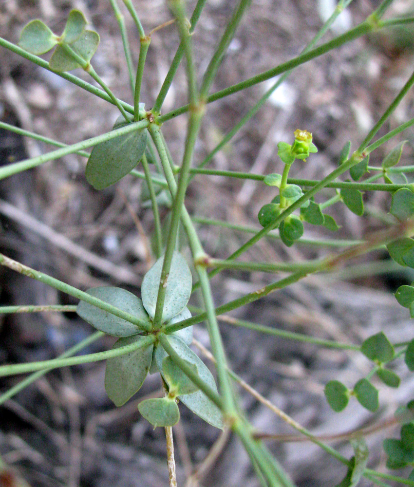 Image of Euphorbia seguieriana specimen.