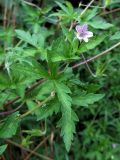 Geranium popovii. Верхушка цветущего растения. Смоленск. 17.07.2012.