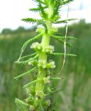 Myriophyllum verticillatum. Средняя часть соцветия. Ярославская обл., Угличский р-н, с. Масальское, р. Корожечна. 25.07.2012.